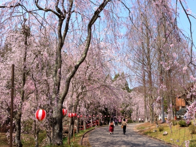 桜が優しく包むしだれ桜の並木道 世羅 甲山ふれあいの里 見学 旅プラン ぽっとまむ