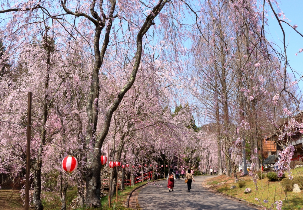 桜が優しく包むしだれ桜の並木道 世羅 甲山ふれあいの里 見学 旅プラン ぽっとまむ